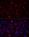 Glutamate Ionotropic Receptor NMDA Type Subunit 2A antibody, 15-236, ProSci, Immunofluorescence image 