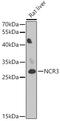 Natural Cytotoxicity Triggering Receptor 3 antibody, 14-543, ProSci, Western Blot image 