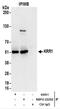 KRR1 Small Subunit Processome Component Homolog antibody, NBP2-22252, Novus Biologicals, Immunoprecipitation image 