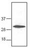 RING1 And YY1 Binding Protein antibody, PA1-26492, Invitrogen Antibodies, Western Blot image 