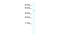 Heat Shock Transcription Factor 1 antibody, 28-584, ProSci, Enzyme Linked Immunosorbent Assay image 