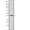 Olfactory Receptor Family 5 Subfamily R Member 1 (Gene/Pseudogene) antibody, abx217454, Abbexa, Western Blot image 