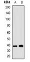 Wnt Family Member 7B antibody, abx142312, Abbexa, Western Blot image 