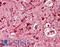 Achaete-Scute Family BHLH Transcription Factor 3 antibody, LS-B8350, Lifespan Biosciences, Immunohistochemistry paraffin image 