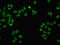 FUS RNA Binding Protein antibody, LS-B11443, Lifespan Biosciences, Immunofluorescence image 