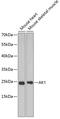 Adenylate Kinase 1 antibody, 15-002, ProSci, Western Blot image 