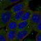 Zinc Finger SWIM-Type Containing 3 antibody, HPA060508, Atlas Antibodies, Immunofluorescence image 