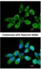 Ribosomal Protein L3 antibody, NBP2-20214, Novus Biologicals, Immunocytochemistry image 