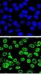 MDM2 Proto-Oncogene antibody, abx026874, Abbexa, Western Blot image 
