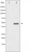 CAMP Responsive Element Binding Protein 1 antibody, abx012090, Abbexa, Western Blot image 