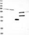 Carboxypeptidase Q antibody, NBP1-87457, Novus Biologicals, Western Blot image 