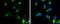 Ribosome Binding Protein 1 antibody, MA5-18302, Invitrogen Antibodies, Immunofluorescence image 