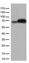 Eukaryotic Translation Initiation Factor 2 Alpha Kinase 2 antibody, CF813289, Origene, Western Blot image 