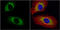 Eukaryotic Translation Initiation Factor 3 Subunit A antibody, GTX118895, GeneTex, Immunocytochemistry image 