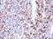 Moesin antibody, 33-705, ProSci, Immunohistochemistry frozen image 