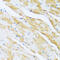Actin Related Protein 2/3 Complex Subunit 1A antibody, 16-856, ProSci, Immunohistochemistry frozen image 