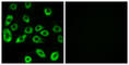 ATP Synthase F1 Subunit Delta antibody, abx014217, Abbexa, Western Blot image 