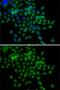 BCAS3 Microtubule Associated Cell Migration Factor antibody, GTX32467, GeneTex, Immunofluorescence image 