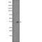 Interferon Induced Protein 35 antibody, abx215398, Abbexa, Western Blot image 