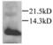 C-C motif chemokine 20 antibody, PA1-29034, Invitrogen Antibodies, Western Blot image 