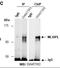 MLX Interacting Protein Like antibody, orb107110, Biorbyt, Immunoprecipitation image 