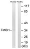 Transmembrane BAX Inhibitor Motif Containing 1 antibody, AP33285PU-N, Origene, Western Blot image 