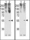 Growth Differentiation Factor 11 antibody, PA5-11928, Invitrogen Antibodies, Western Blot image 