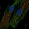 Serine protease HTRA1 antibody, NBP1-81654, Novus Biologicals, Immunofluorescence image 