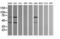 TRNA Methyltransferase 2 Homolog A antibody, LS-C337916, Lifespan Biosciences, Western Blot image 