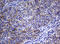 DNA Polymerase Iota antibody, LS-C789229, Lifespan Biosciences, Immunohistochemistry frozen image 