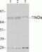 Signal Transducer And Activator Of Transcription 4 antibody, 700185, Invitrogen Antibodies, Western Blot image 