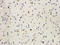 DEAD-Box Helicase 4 antibody, orb5967, Biorbyt, Immunohistochemistry paraffin image 