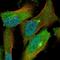 Heat Shock Protein Family A (Hsp70) Member 6 antibody, NBP1-85949, Novus Biologicals, Immunocytochemistry image 