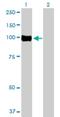 Oxysterol Binding Protein Like 3 antibody, H00026031-B01P, Novus Biologicals, Western Blot image 