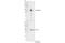 Indoleamine 2,3-Dioxygenase 1 antibody, 51851S, Cell Signaling Technology, Western Blot image 