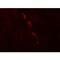 NPHS1 Adhesion Molecule, Nephrin antibody, LS-B12155, Lifespan Biosciences, Immunofluorescence image 