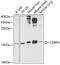 CCAAT Enhancer Binding Protein Gamma antibody, GTX32514, GeneTex, Western Blot image 