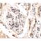 UHRF1 Binding Protein 1 Like antibody, LS-C144414, Lifespan Biosciences, Immunohistochemistry frozen image 