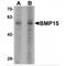 Bone Morphogenetic Protein 15 antibody, MBS151221, MyBioSource, Western Blot image 