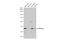 Nanog Homeobox antibody, GTX627421, GeneTex, Western Blot image 