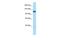 General Transcription Factor IIIC Subunit 3 antibody, PA5-68990, Invitrogen Antibodies, Western Blot image 