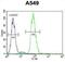 RAD17 Checkpoint Clamp Loader Component antibody, abx026396, Abbexa, Western Blot image 