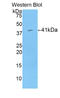 Histone Cluster 1 H2A Family Member M antibody, LS-C294519, Lifespan Biosciences, Western Blot image 