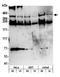 TRX1 antibody, GTX17959, GeneTex, Western Blot image 