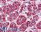 Dipeptidase 1 antibody, LS-A9781, Lifespan Biosciences, Immunohistochemistry frozen image 