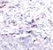Cathepsin D antibody, PA5-17353, Invitrogen Antibodies, Immunohistochemistry frozen image 
