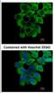 Ring Finger Protein 10 antibody, NBP2-20174, Novus Biologicals, Immunofluorescence image 