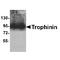 Trophinin antibody, TA349192, Origene, Western Blot image 