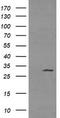 Tryptase Gamma 1 antibody, LS-C786783, Lifespan Biosciences, Western Blot image 