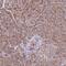 Rho GTPase Activating Protein 35 antibody, HPA056470, Atlas Antibodies, Immunohistochemistry paraffin image 